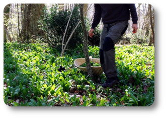 recolte ail des ours